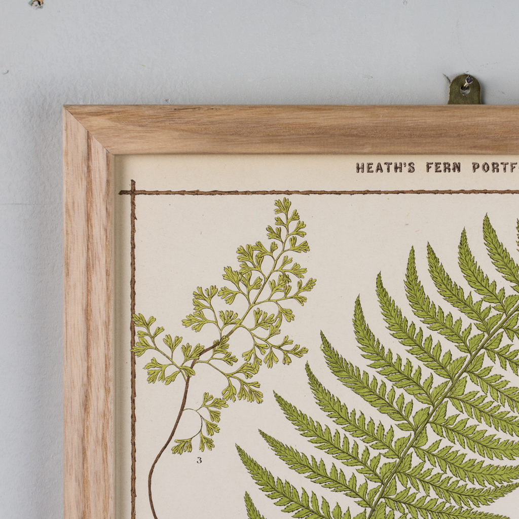 Heath's Fern Portfolio published c1885-135965