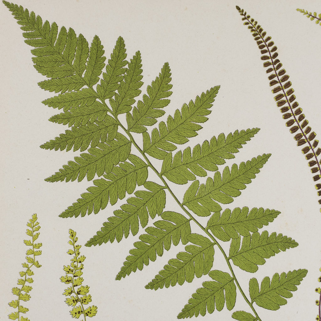 Crested Buckler Fern and Spleenworts