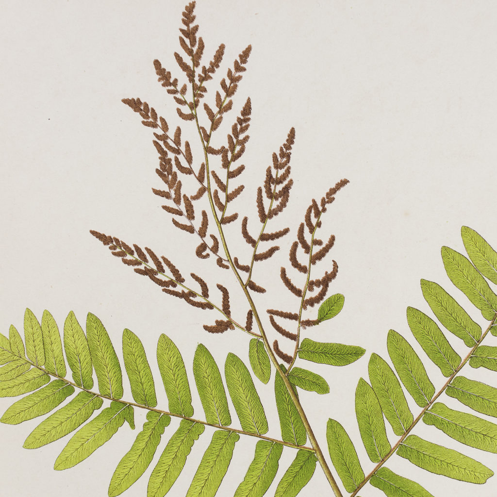 Royal Fern