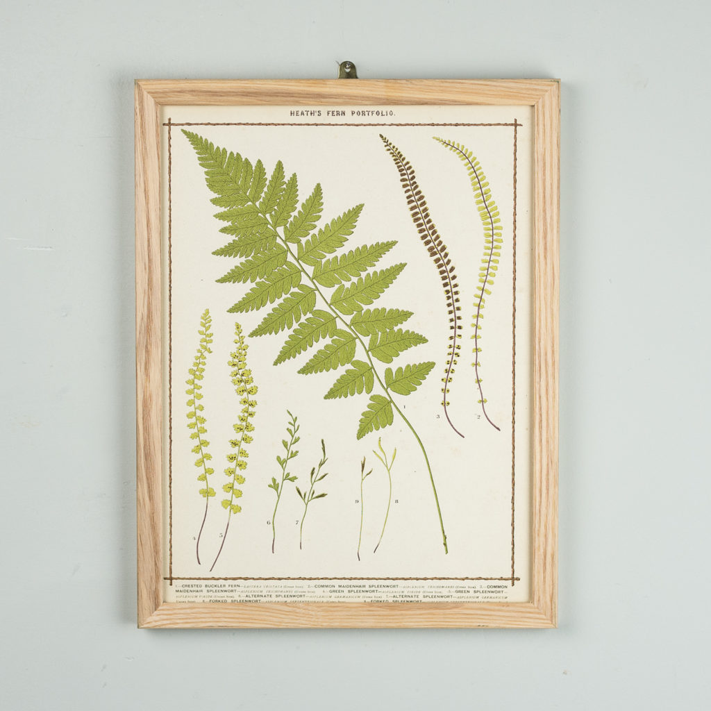 Life-size chromolithographs of British ferns published c1885. In plain ash frame