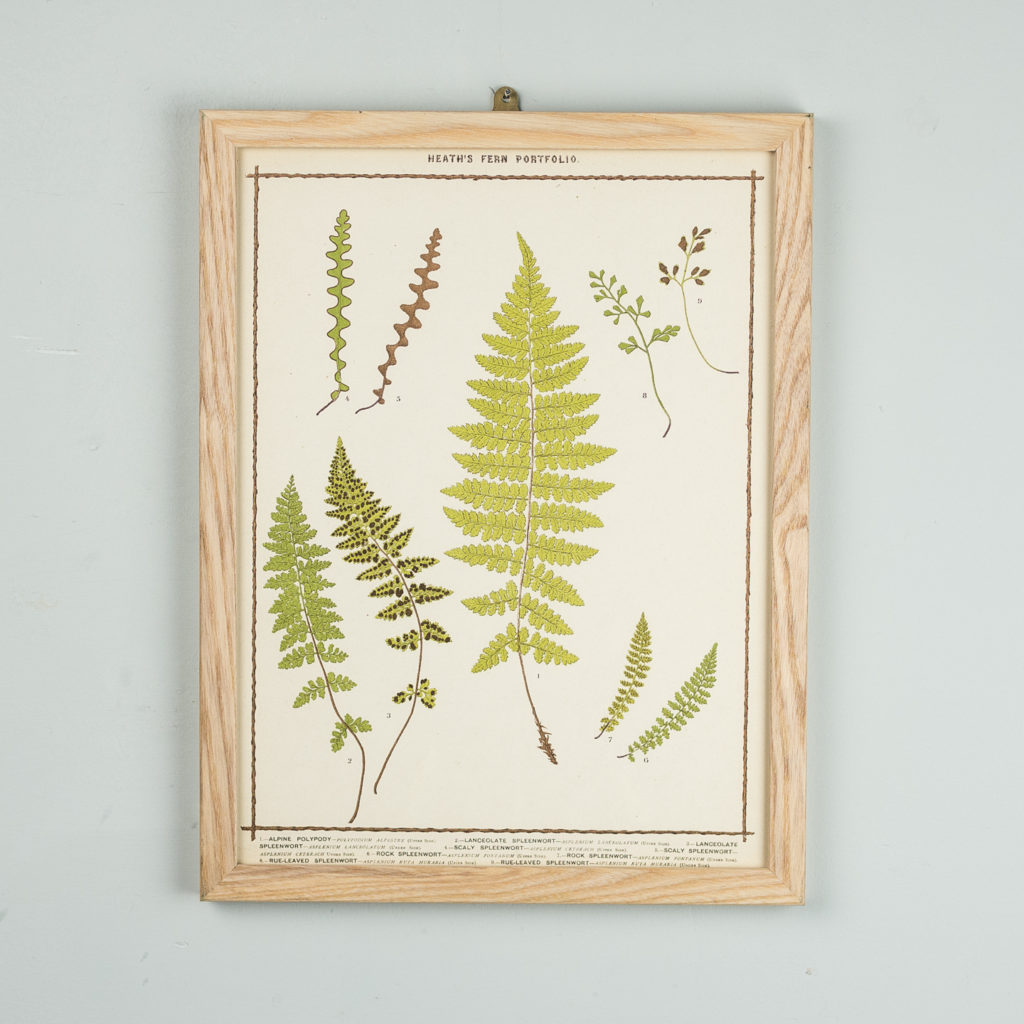 Life-size chromolithographs of British ferns published c1885. In plain ash frame