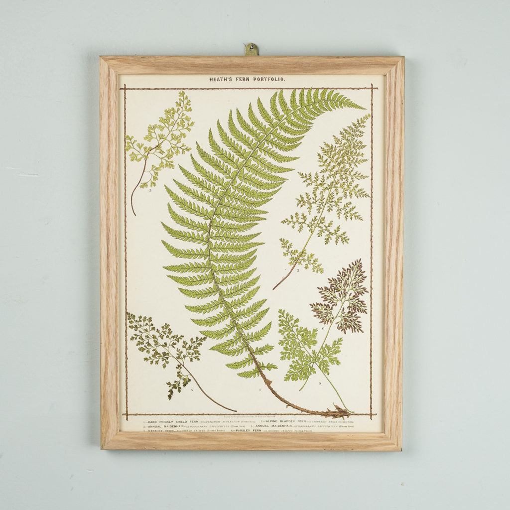 Life-size chromolithographs of British ferns published c1885. In plain ash frame