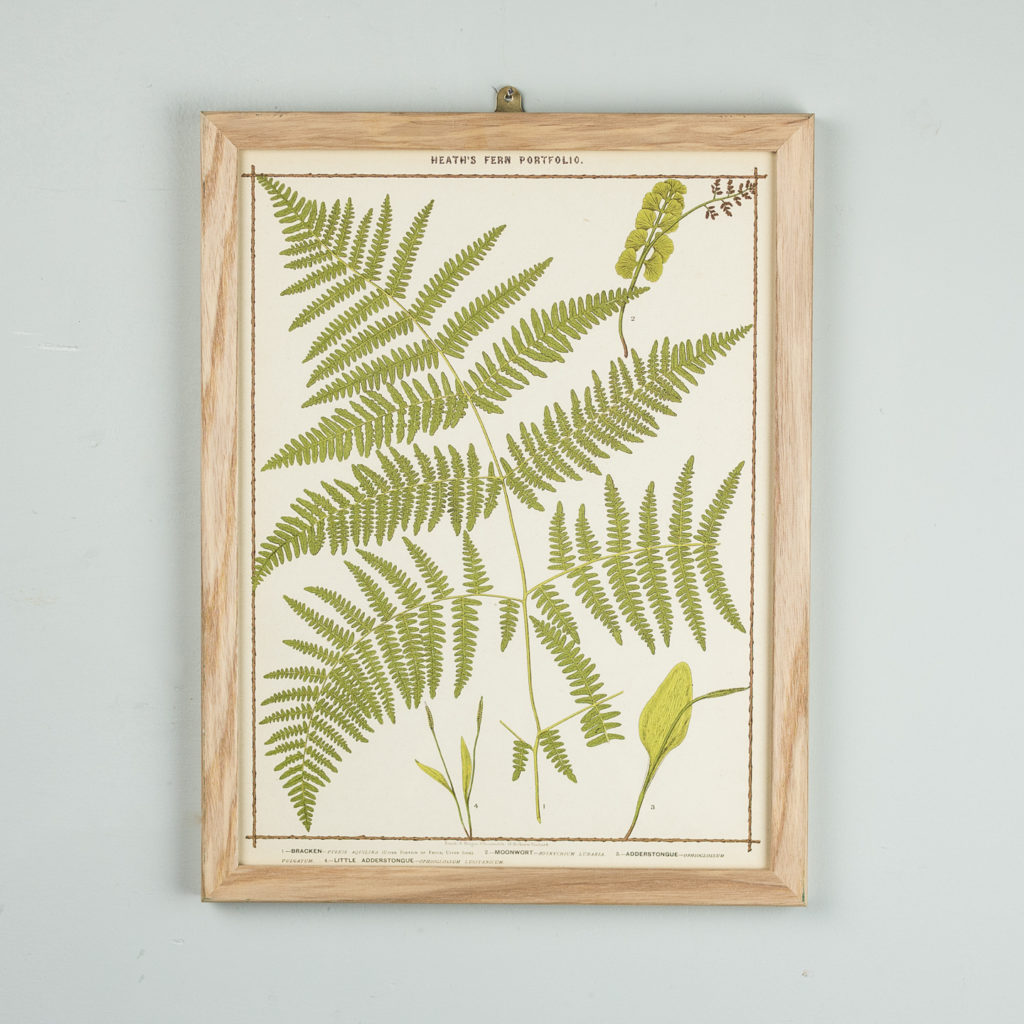 Life-size chromolithographs of British ferns published c1885. In plain ash frame