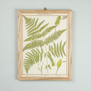 Life-size chromolithographs of British ferns published c1885. In plain ash frame