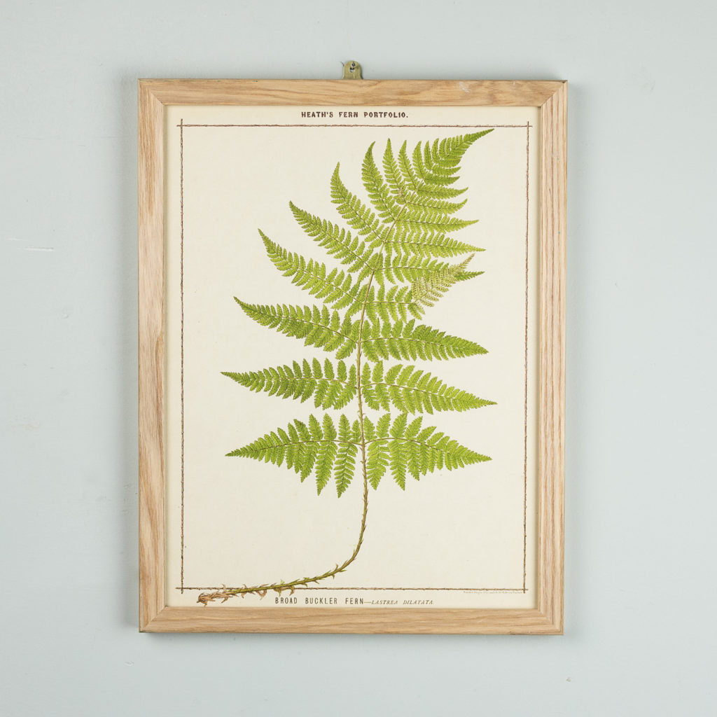 Life-size chromolithographs of British ferns published c1885. In plain ash frame