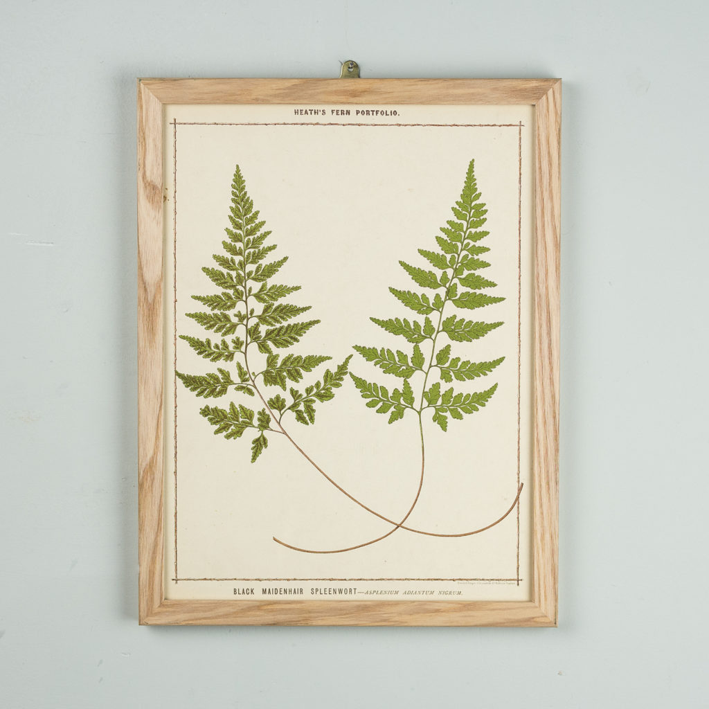 Life-size chromolithographs of British ferns published c1885. In plain ash frame