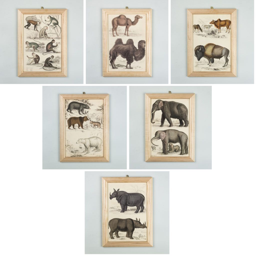 19th century engravings based on the drawings of famed naturalist; Captain Thomas Brown.