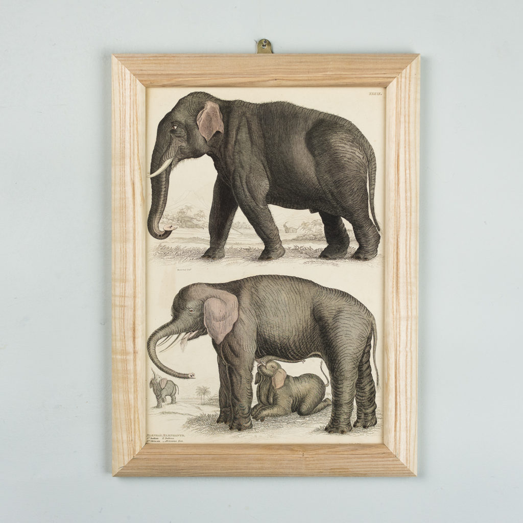 Wild animals by Captain Brown