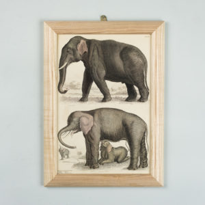 Wild animals by Captain Brown