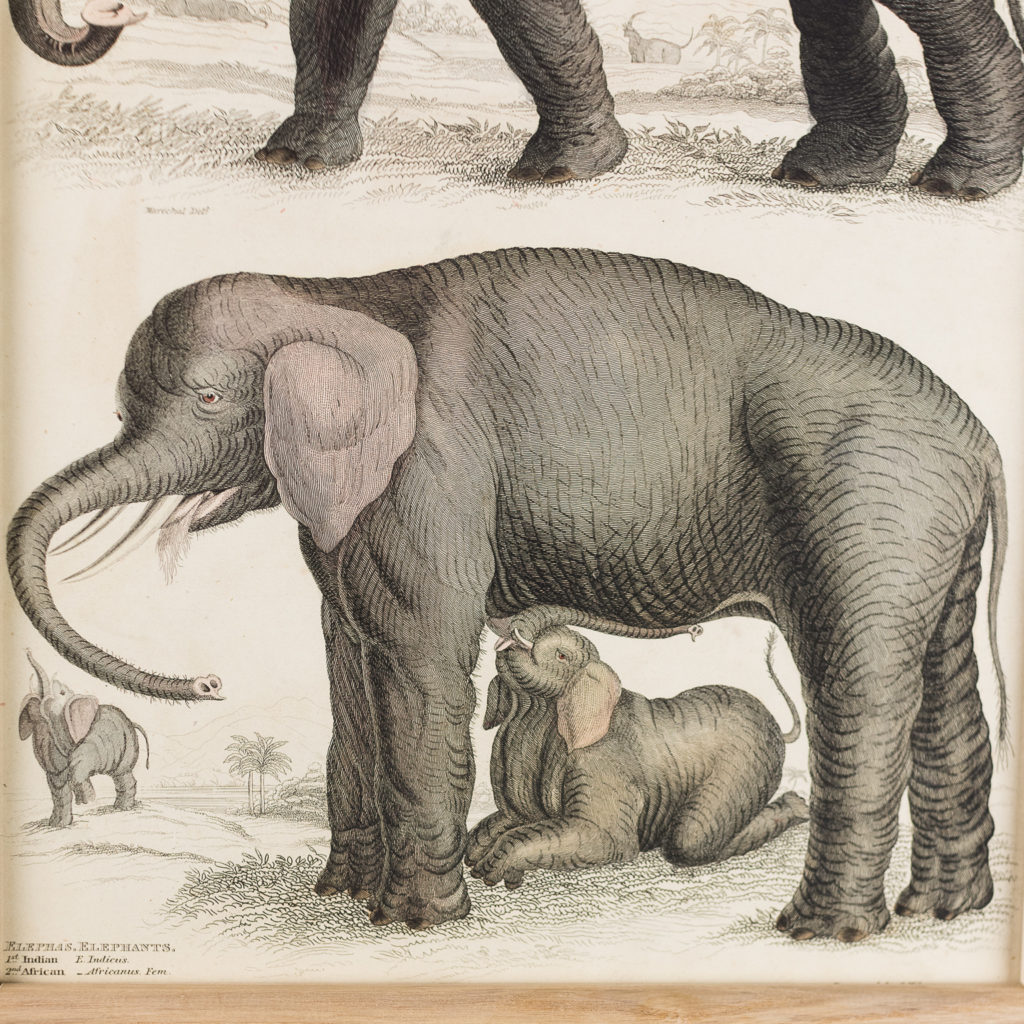 Elephants