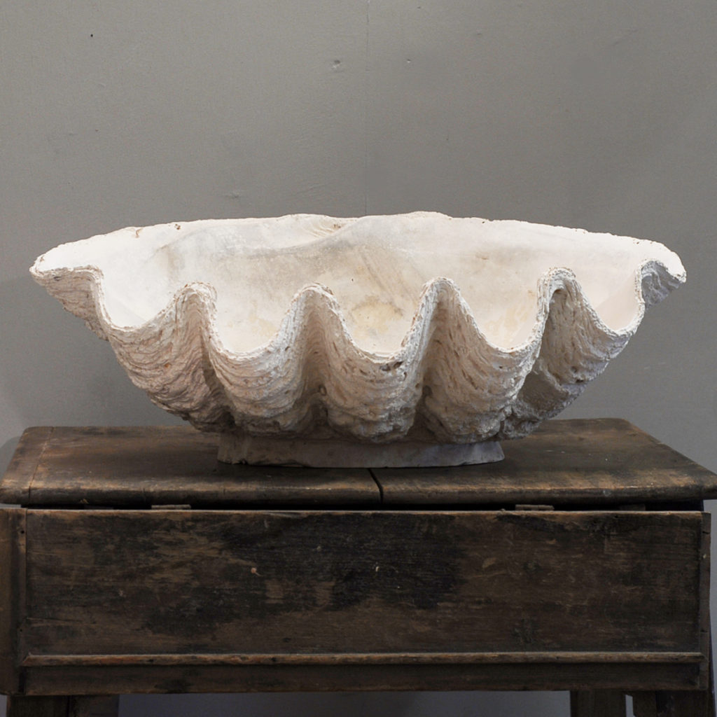 An English plaster cast of a clam shell-136749