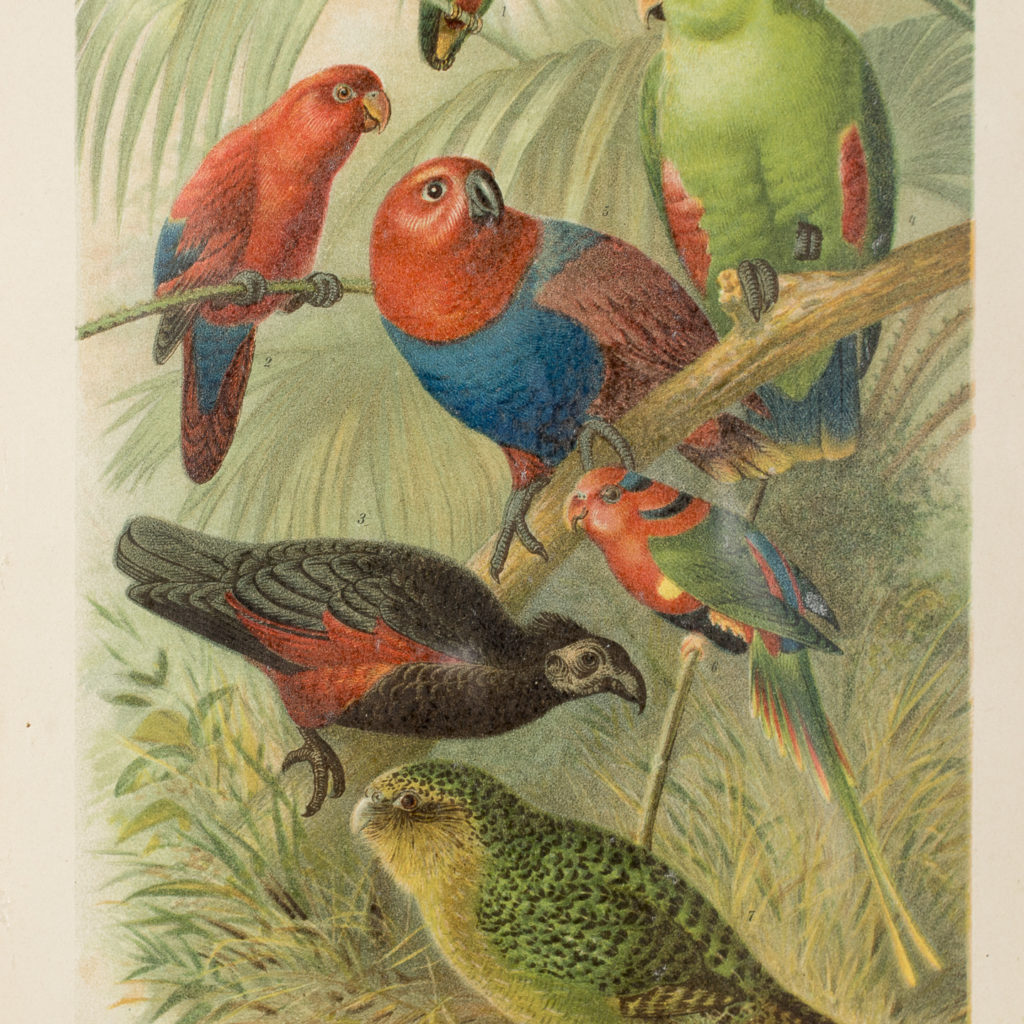 Parrots, natural history print-137995