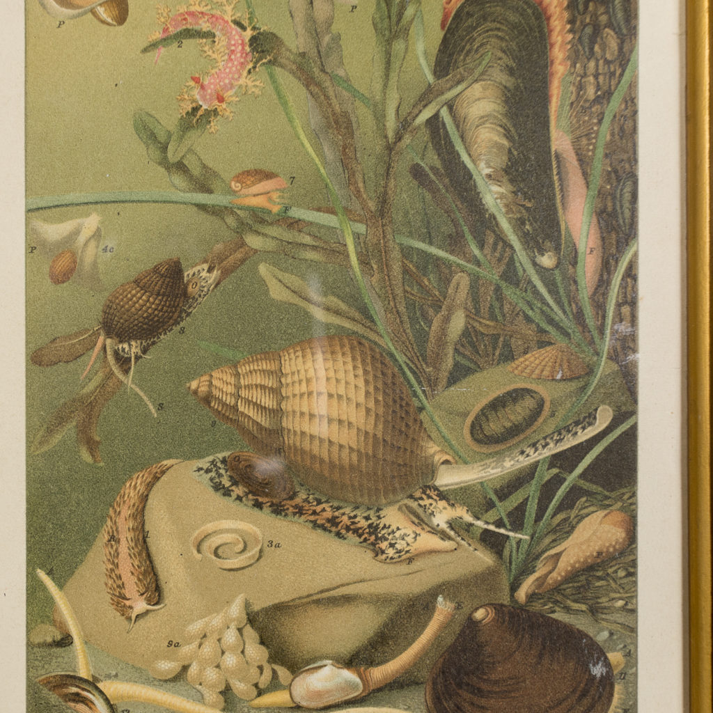 Mollusca, natural history print-137997