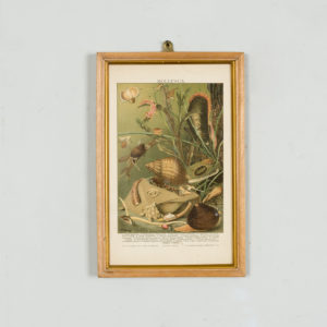 Nineteenth century chromolithograph of mollusca