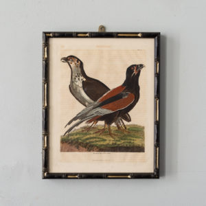 William Smellie Natural History copper-engravings,