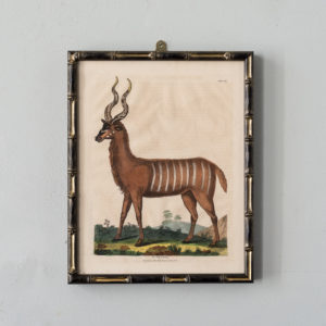 William Smellie Natural History copper-engravings,