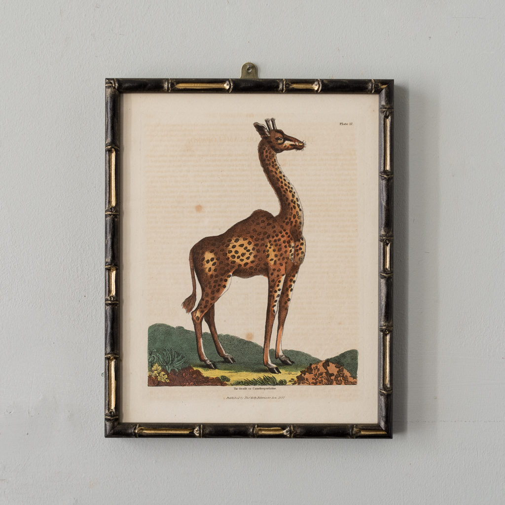 William Smellie Natural History copper-engravings,