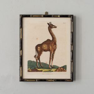 William Smellie Natural History copper-engravings,