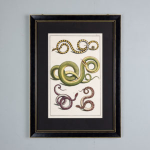 Snakes by Albertus Seba