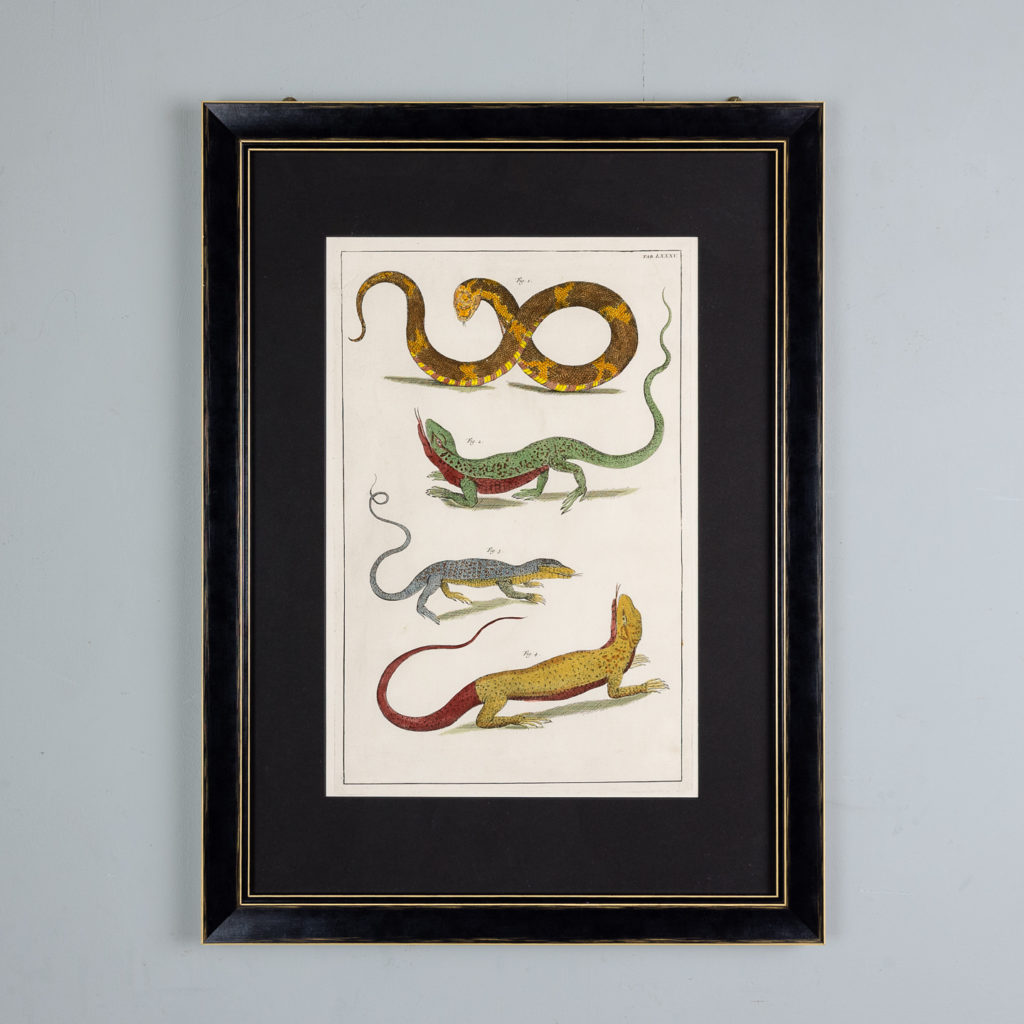 Snakes by Albertus Seba