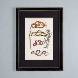 Snakes by Albertus Seba