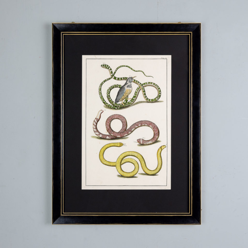 Snakes by Albertus Seba