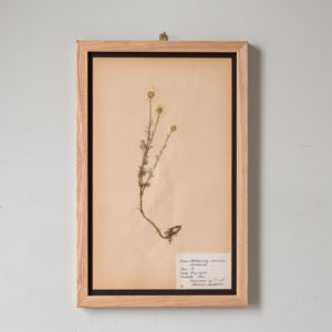 Herbarium, unique botanical specimens,