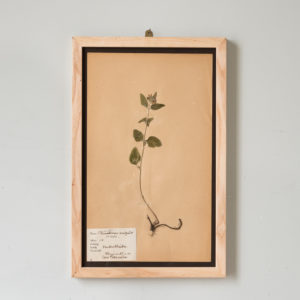 Herbarium, unique botanical specimens,