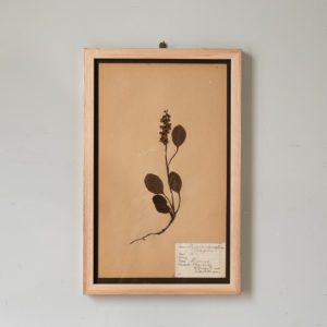 Herbarium, unique botanical specimens,