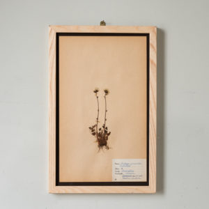 Herbarium, unique botanical specimens,