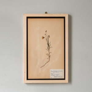 Herbarium, unique botanical specimens,