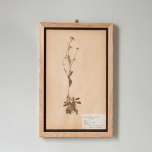 Herbarium, unique botanical specimens,