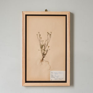 Herbarium, unique botanical specimens,