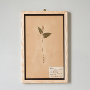 Herbarium, unique botanical specimens,