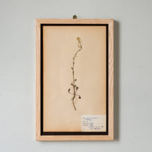 Herbarium, unique botanical specimens,