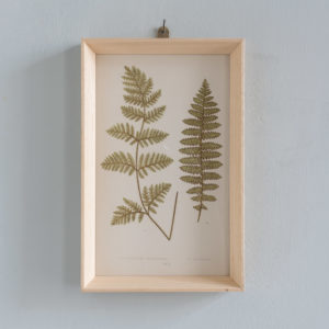 Ferns, 19th century scientific prints by Edward Lowe,