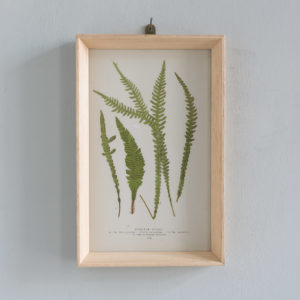 Ferns, 19th century scientific prints by Edward Lowe,