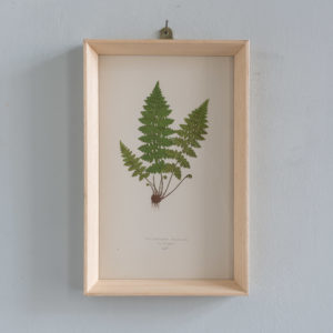 Ferns, 19th century scientific prints by Edward Lowe,