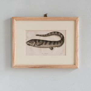 Original copper-engravings of fish by Marcus Elieser Bloch,
