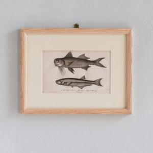 Original copper-engravings of fish by Marcus Elieser Bloch,