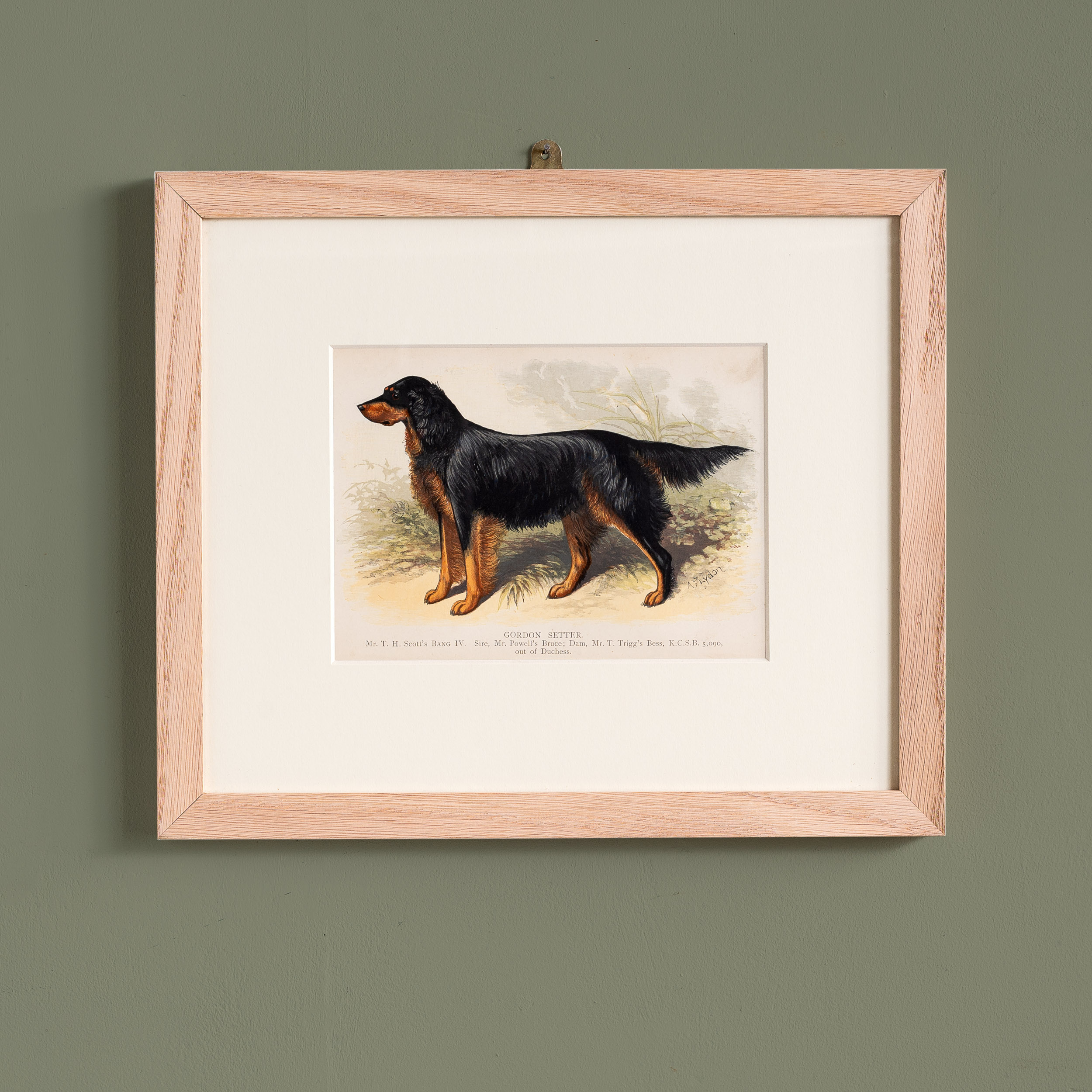 British Dogs 1882 Gordon Setter LASSCO England s prime