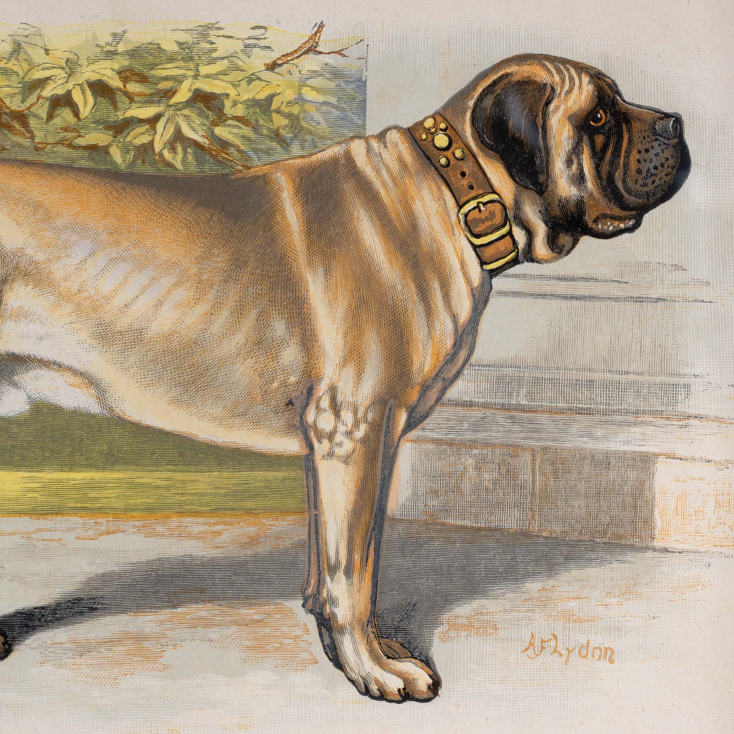 English deals mastiff art