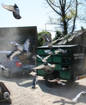 Pigeons launching